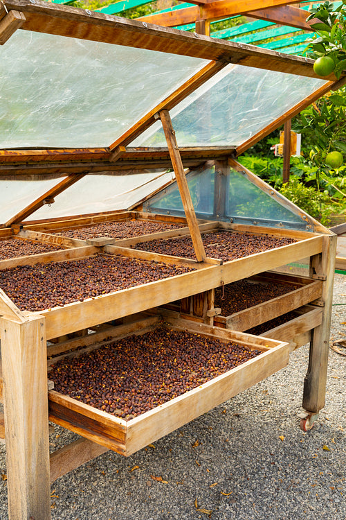 Fresh Organic Coffee Beans Drying In Crates Outdoor