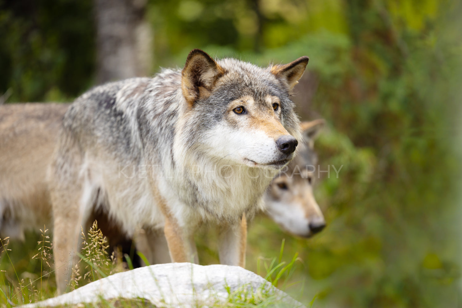 Two wild male wolf walking in the grass in lush green colored meadow
