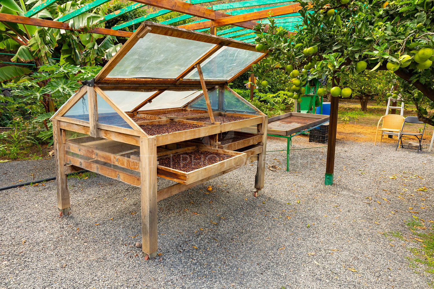 Organic Coffee Beans Drying In Crates in Plantation