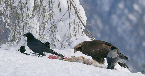 Close-up of golden eagle scaring away crows and magpies from dead animal at mountain in the winter