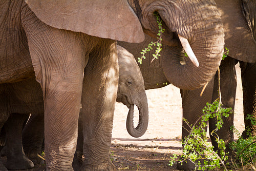 Baby elephant eats in Serengeti