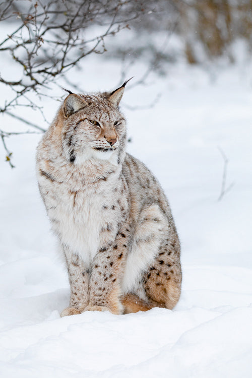 Portrait of a cute lynx cub in the cold winter forest