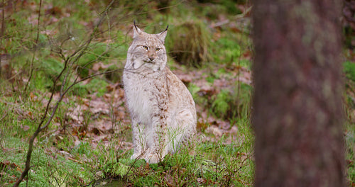 European lynx sits in the autumn forest