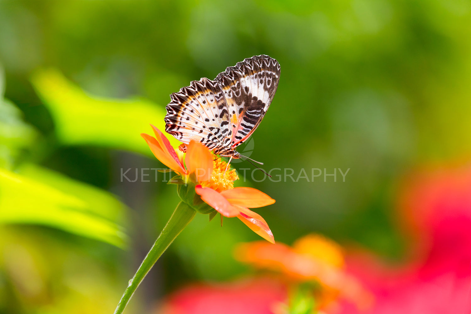 Tropical butterfly sitting at flower in Malaysia