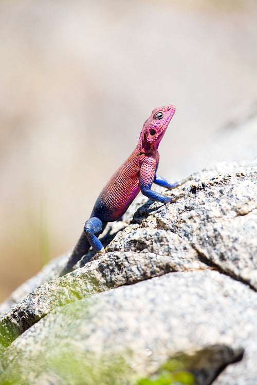 Colorfull gecko on a rock in Africa