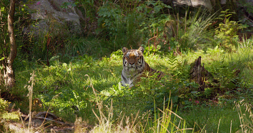 Tiger laying at the grass floor in the forest resting in the shadow