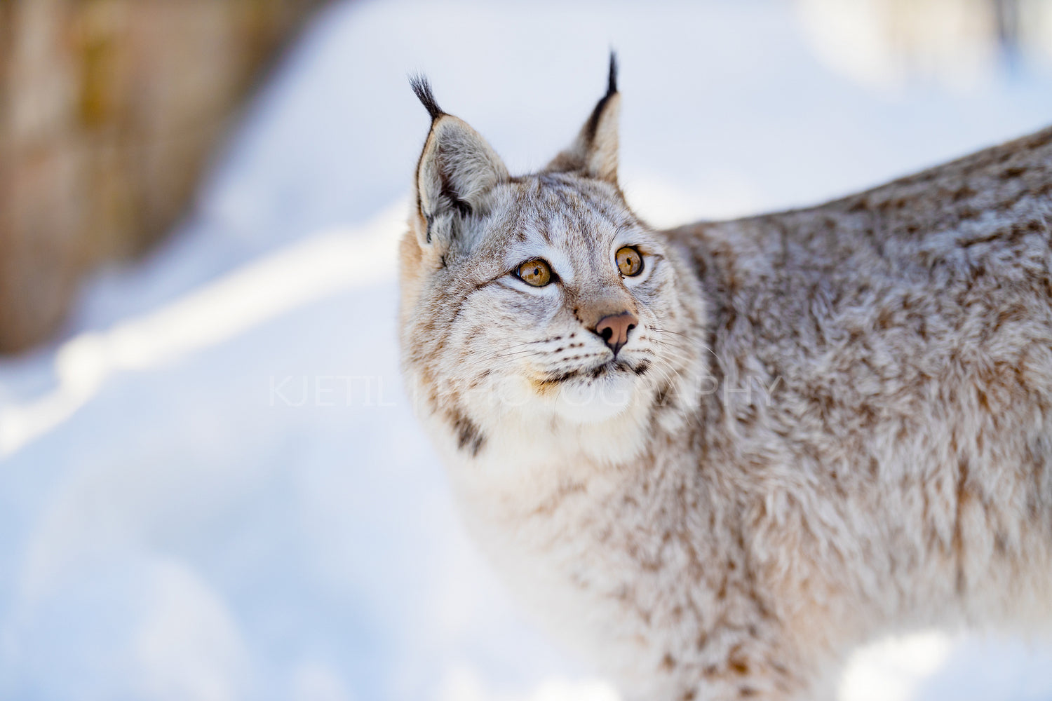 Closeup of Lynx looking away in nature