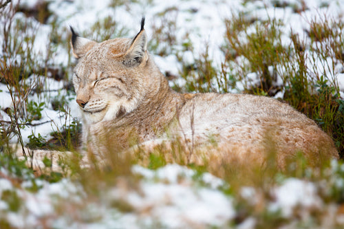 Lynx rests in heather and snow