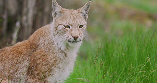 Close-up portrait of european lynx sitting in the forest