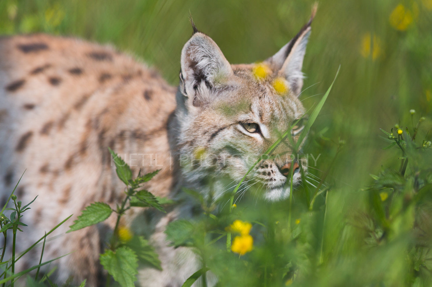 Lynx hunting in the grass