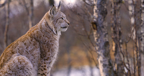 Close-up of a alert eurasian lynx sitting on a rock in forest looking for prey