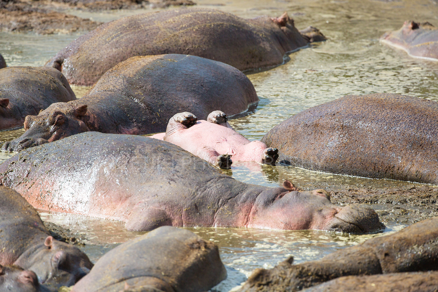 Young hippo sleeps upside down in water