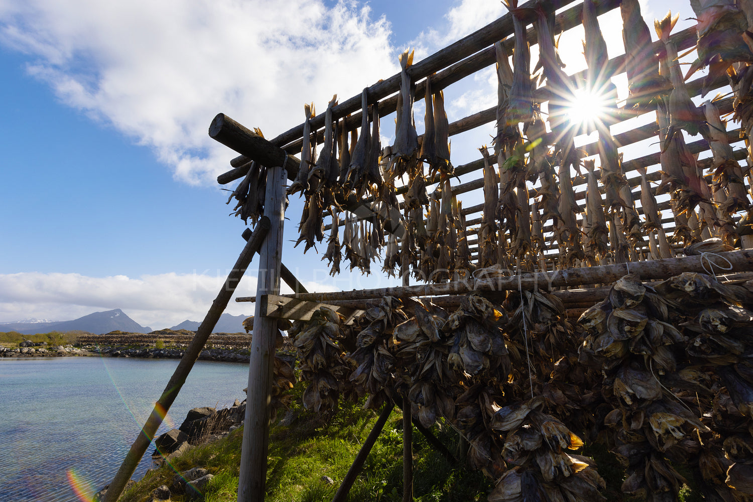 Cod fish drying on traditional wooden racks in the sun in Lofoten Islands, Norway, Europe