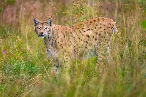 Eurasian lynx walking in the grass at summer