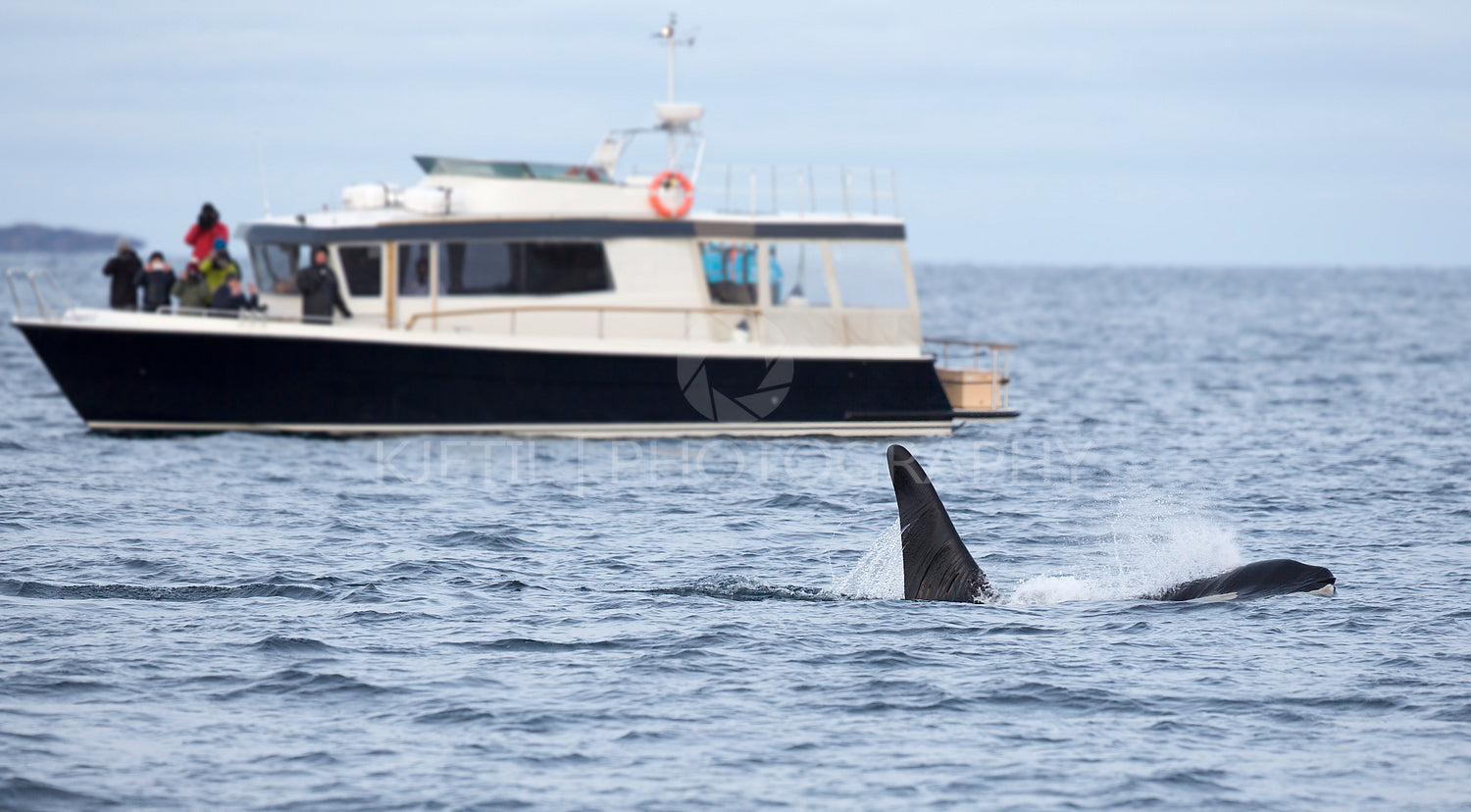 Whale safari on rib boat in the arctic environment