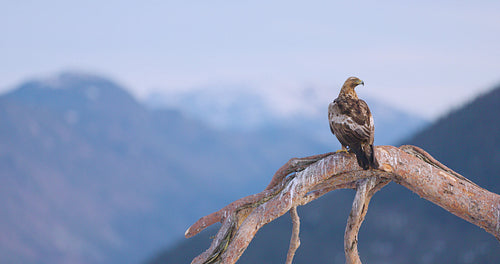 Golden eagle sits on a tree together with a magpie in the mountains at winter