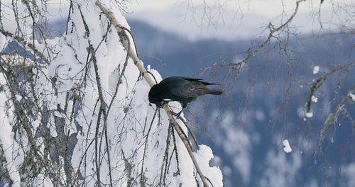 Close-up of a crow sitting in a tree high up in the mountain at winter