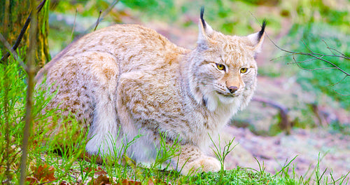 European lynx cat lies in the forest at early winter