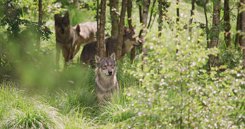 Grey wolf pack looking after prey in the dense summer forest