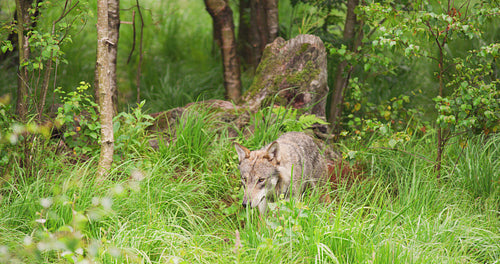 Beautiful grey wolf looking after prey in the dense summer forest