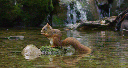Beautiful red squirrel eating food at stone in the water