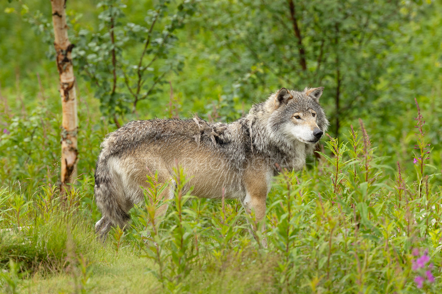 Wet large male grey wolf in forest a rainy summer day
