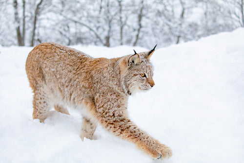 Close-up of lynx cat walking in the cold winter forest