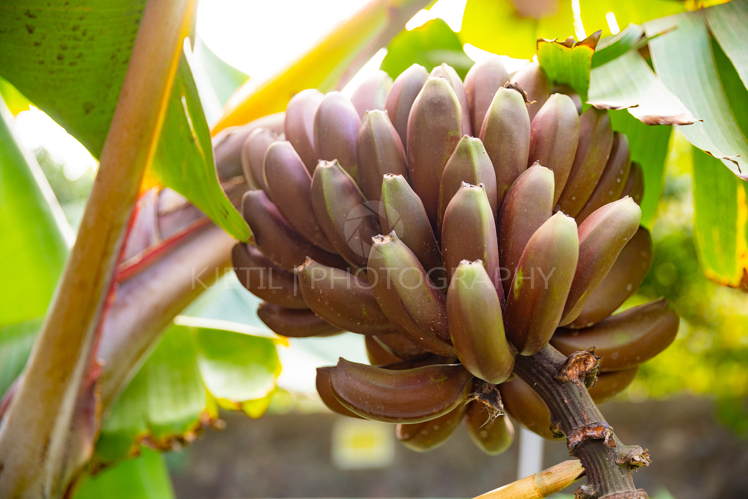 Close-Up Of Fresh Organic Red Banana's Bunch