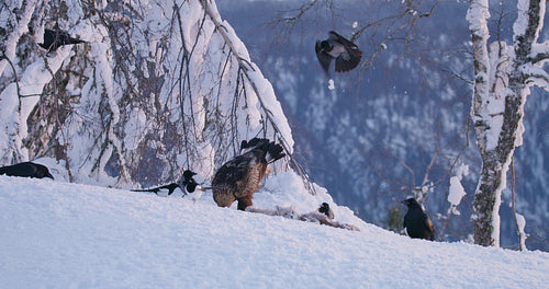 Landscape view with golden eagle eating on a dead animal in mountains at winter