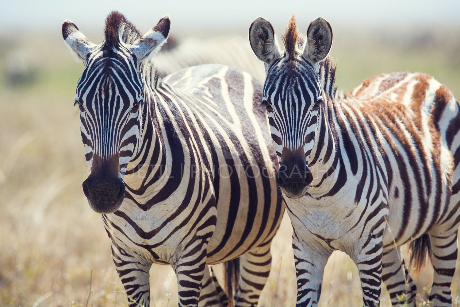 Two zebras in Serengeti Tanzania