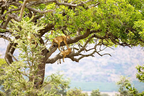 Pride of lions rests in tree