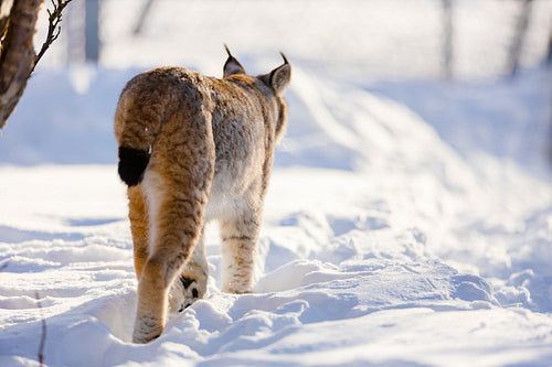 Rear view of lynx walking on snow in nature