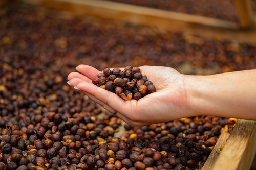 Female Employee Holding Organic Raw Coffee Beans in Her Hand