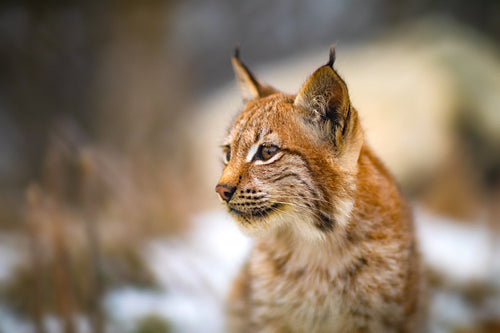 One eurasian lynx in the forest at winter looking for prey