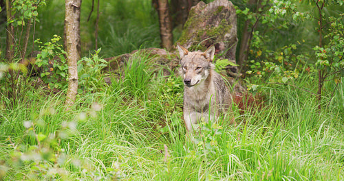 Grey wolf in pack looking after rivals and danger in the forest