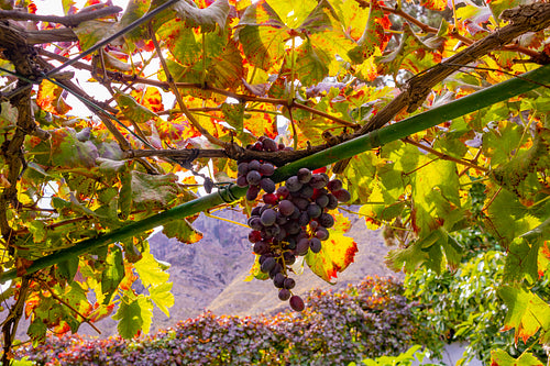 Close-Up Of Grape Bunch At Large Organic Vineyard Against Sun