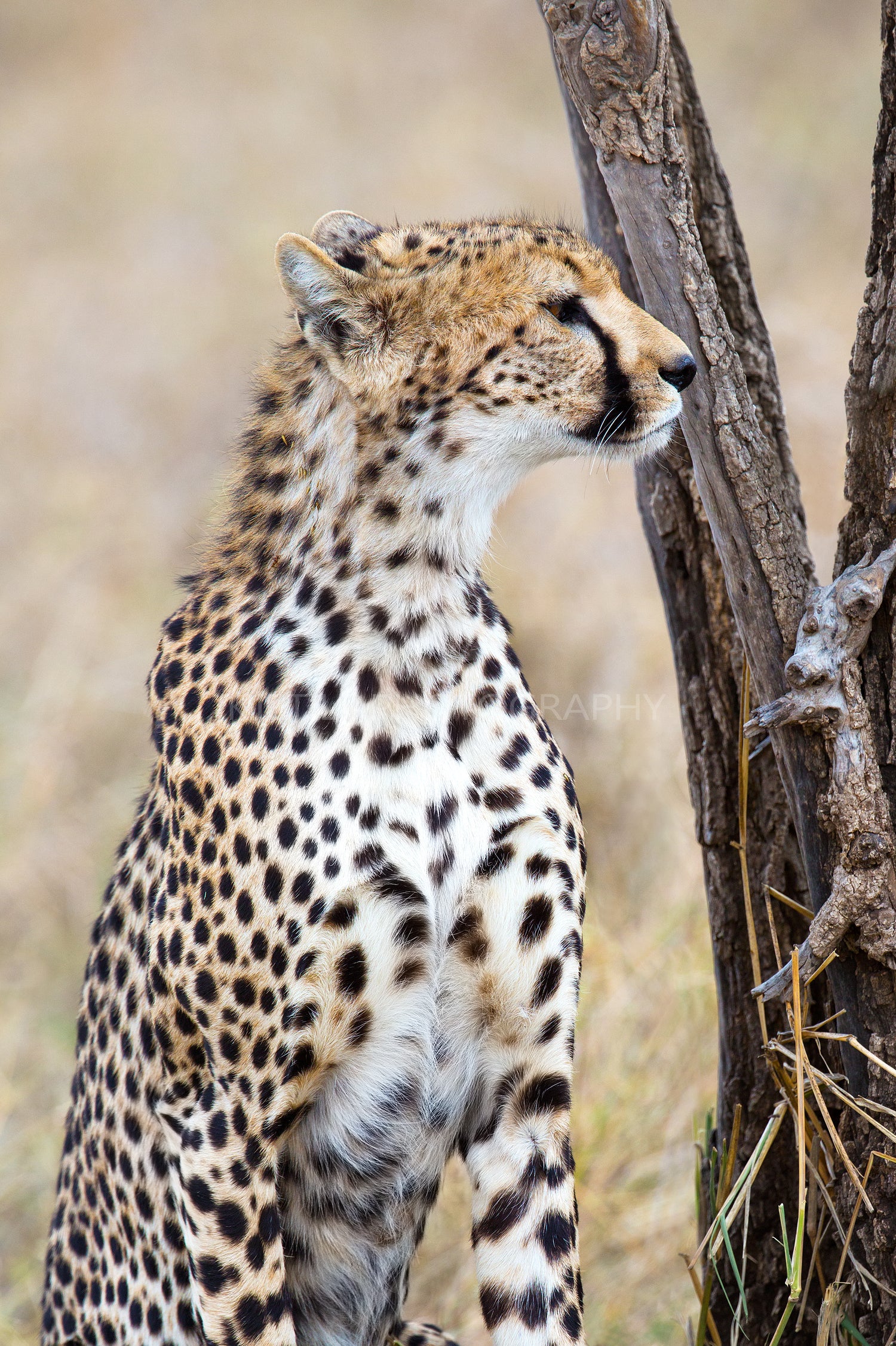 Cheetah looking after enemies in Serengeti