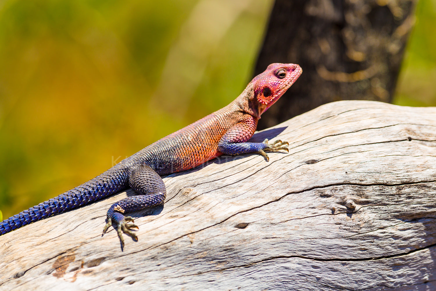 Colorfull gecko on a dead tree in Africa