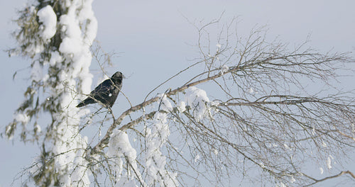 Close-up of a crow sitting in a tree high up in the mountain at winter