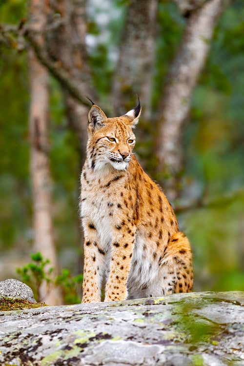 Eurasian lynx sitting on a rock in forest at summer