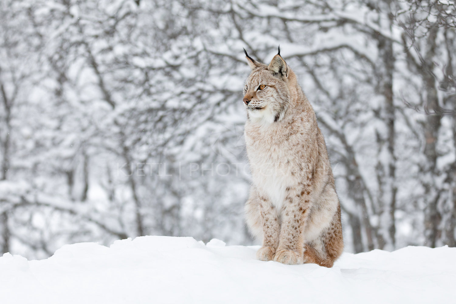 Close-up of a beautilful lynx cat in the winter snow