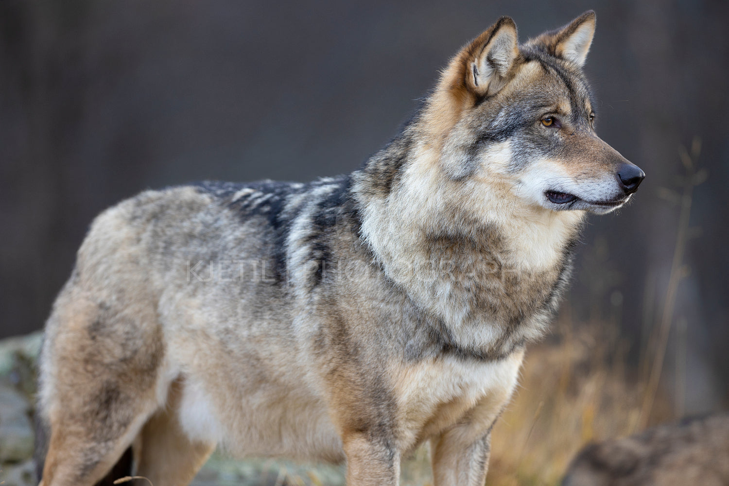 Close-up of alert male grey wolf standing on a rock in the forest