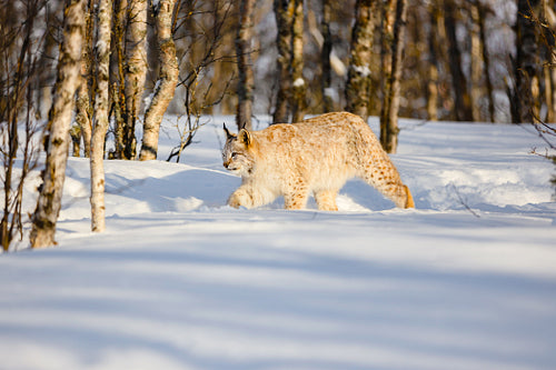 Eurasian lynx walking on snow by bare trees