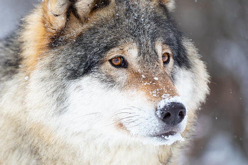 Close-up portrait of a magnificent wolf in the cold winter