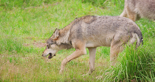 Wolf eating meat on field in forest