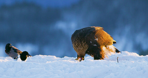 Golden eagle eats on a dead animal in the mountains at winter
