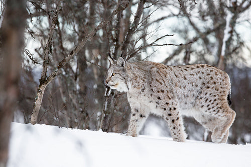 Lynx walking in winter forest