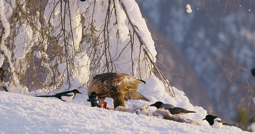 Environmental view with golden eagle eating on a dead animal in mountains at winter