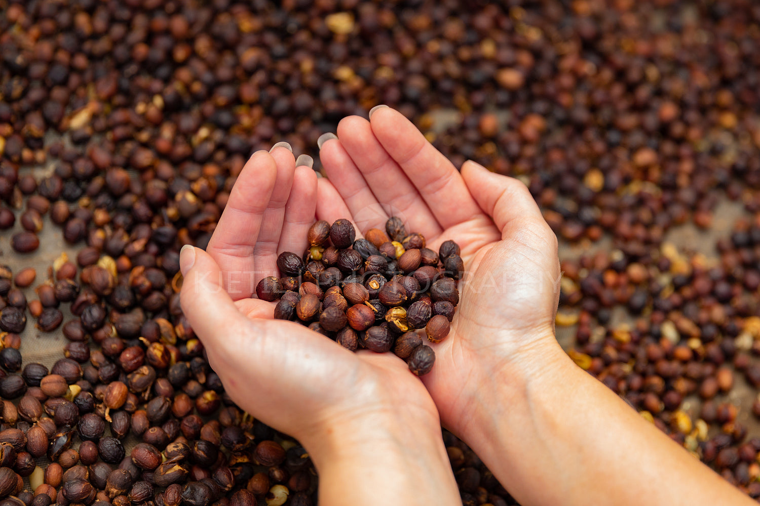 Female Employee Examines Dried Organic Raw Coffee Fruit Beans