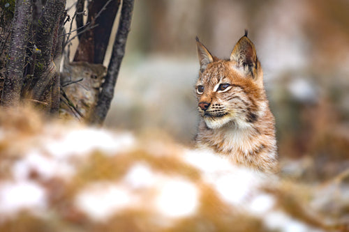 Young eurasian lynx in the forest at winter looking for prey